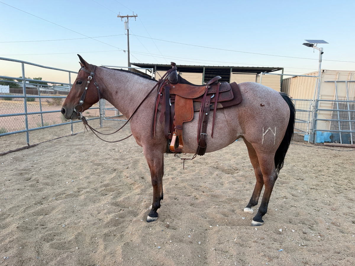16” Robert Teskey Elite Cowhorse